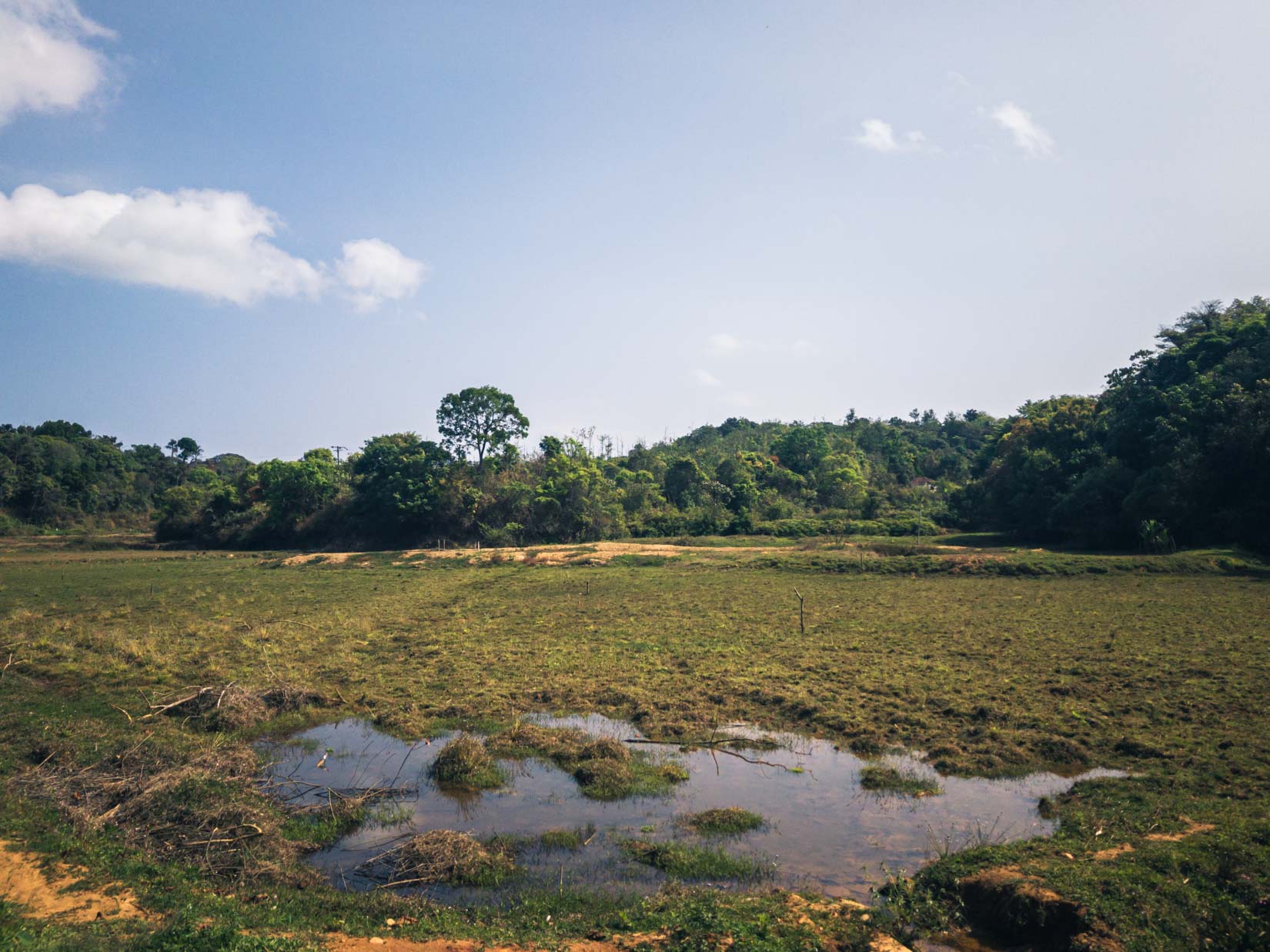 Ein Gewürz-, Tee- und Kaffeegarten, ein wahres Paradies der Biodiversität in den Bergen der westlichen Ghats in Karnataka